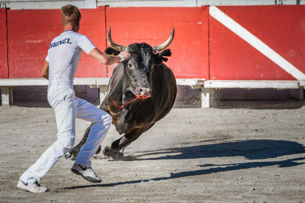 man bull fighting