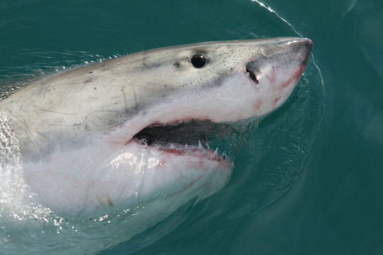 Ethereum price hits 8-month high above $1.9k as sharks accumulate $4.2B of ETH