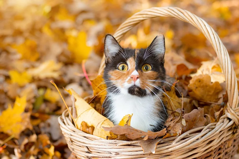 Decentralized messaging dApp ChitCAT token trending after 1,260,610% surge