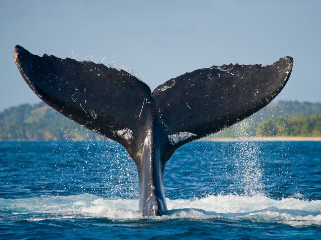 whales bullish on xrp as ripple vs. sec battle nears anxiously-anticipated end | invezz